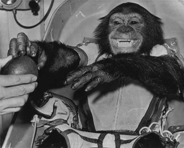 Ham the space chimp