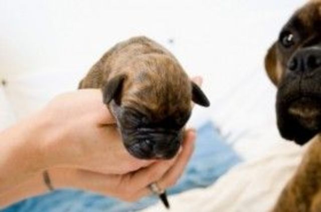 Me regalo mi novio un perrito