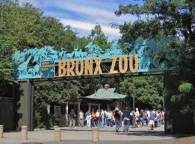 Visitando el zoológico del Bronx