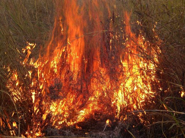 Disease under Control!