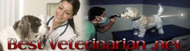 Look for a vetenarian job