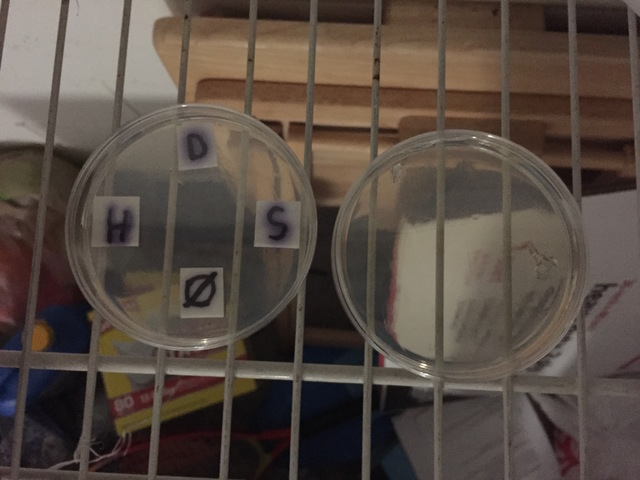 Petri Dish Day 1