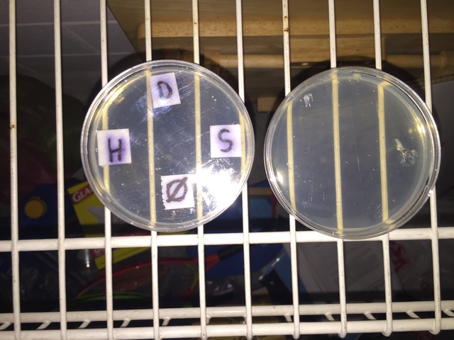 Petri Dish Day 2