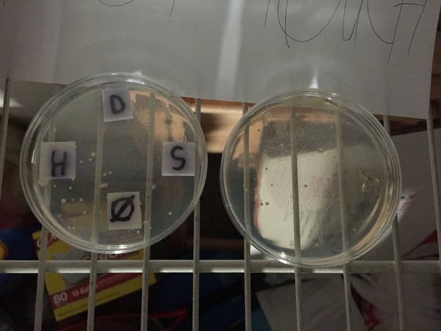 Petri Dish Day 3