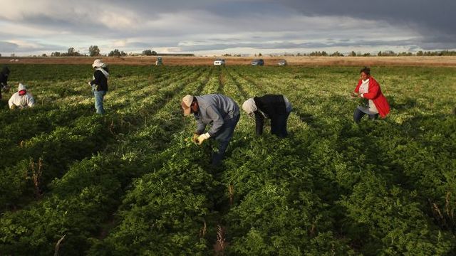 Working Illegal Immigrants