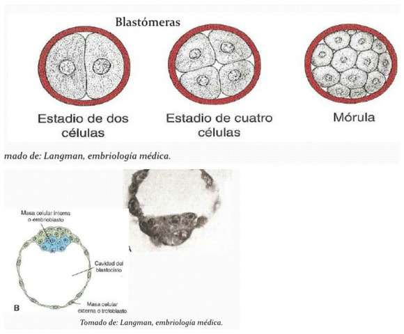DESARROLLO EMBRIONARIO (1° SEMANA)