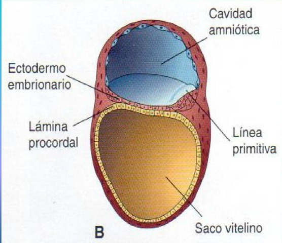 DESARROLLO EMBRIONARIO (3° SEMANA)
