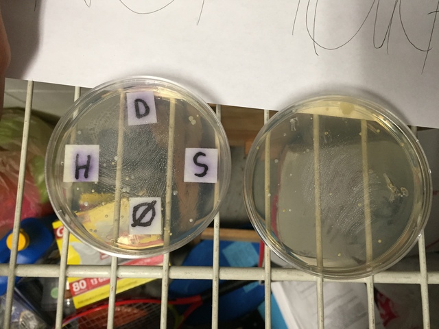 Petri Dish Day 4