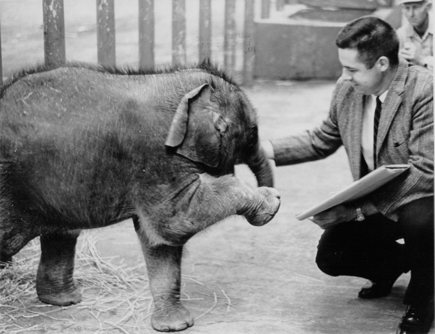 Packy the Elephant born at the zoo