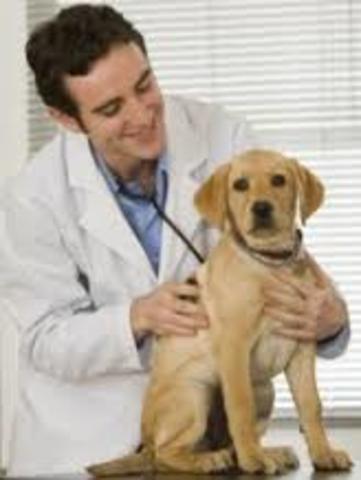 Veterinario