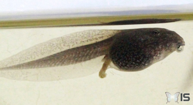 Germaine après 12 jours