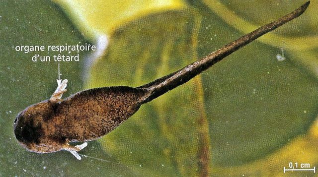 Tétard avec branchies