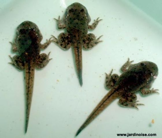 Germaine après 5 semaines