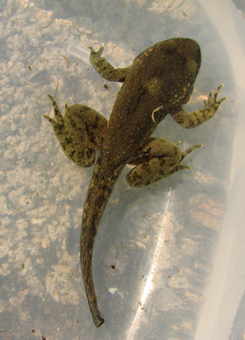 Presque une grenouille!