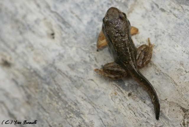 Germaine après 10 semaines