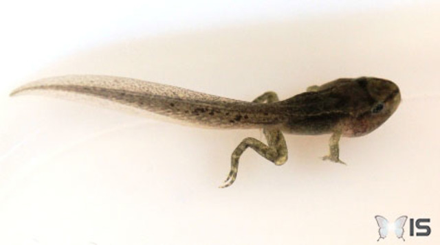 Grenouille avec pattes et poumons