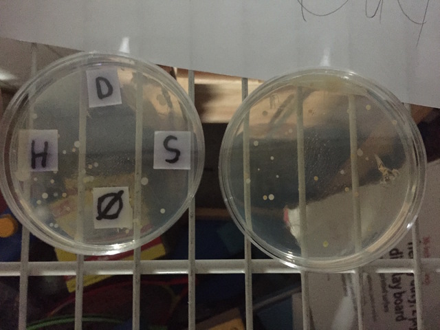 Petri Dish Day 5