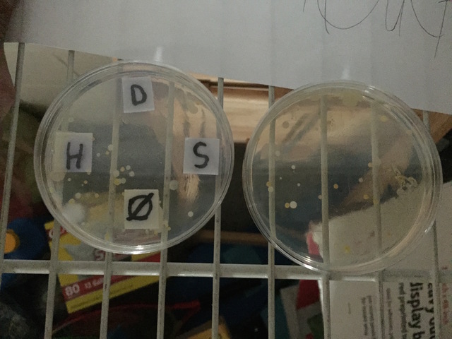 Petri Dish Day 7