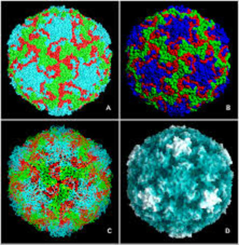 Atoms of a virus seen