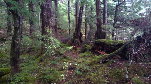 Path through the Woods to Gravesites