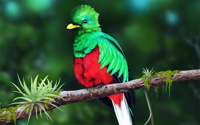 El quetzal de jade