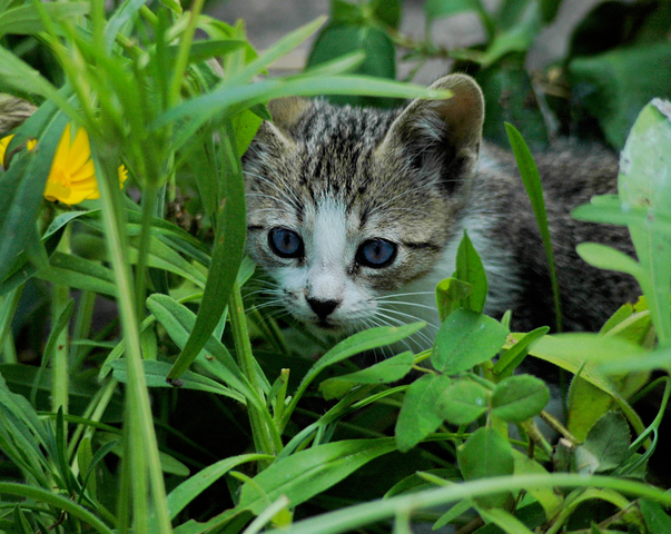 NUOVO ARRIVO IN FAMIGLIA