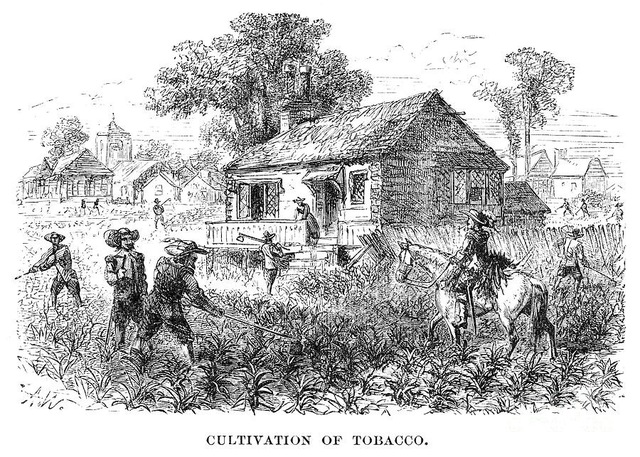 Tobacco planted in Virgina