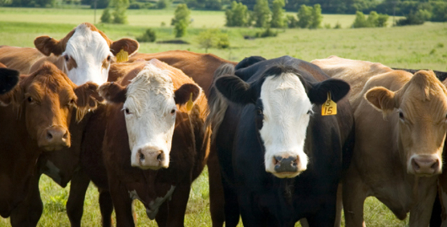 Common Agricultural Policy