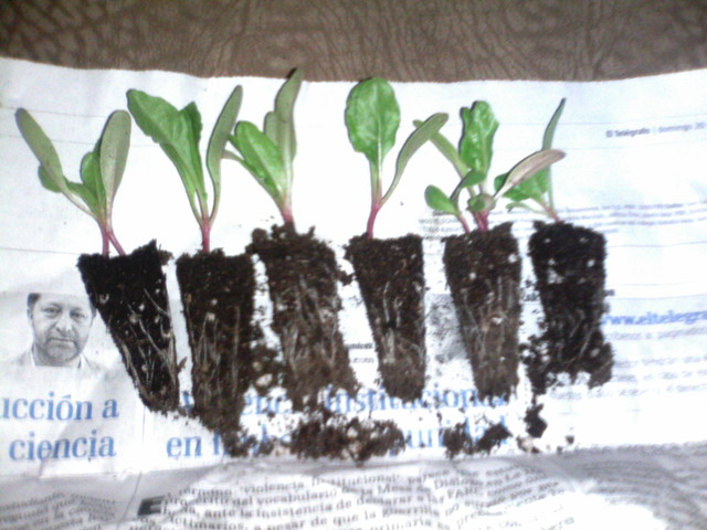 Restructuracion del Proyecto