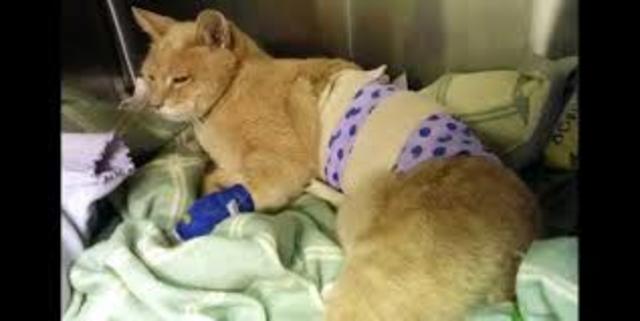 Stubbs attacked by dog