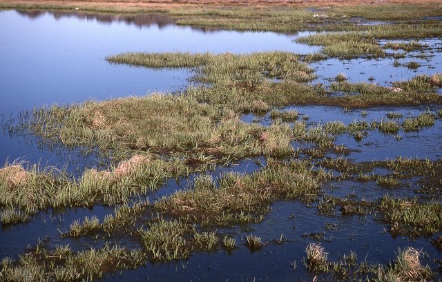 Say Bye Bye to Yellow Fever and Hello to a Solution.