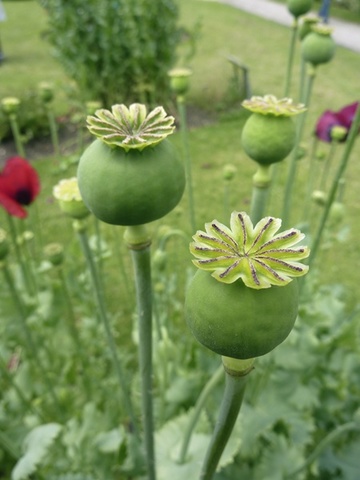 prohibition of opium