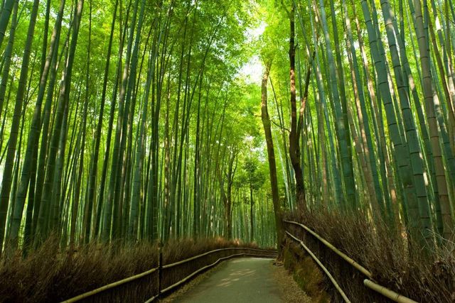 visit arashiyama