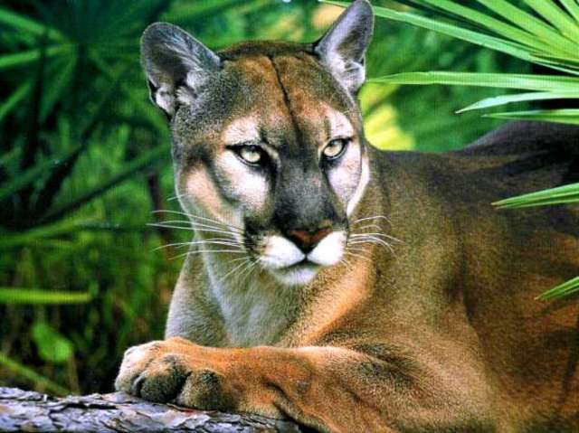 Florida Panther