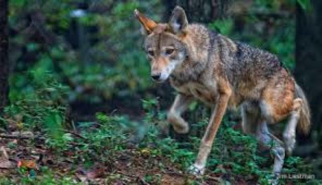 Red Wolf