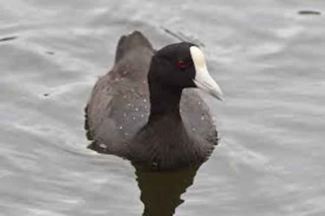 Hawaiian Coot