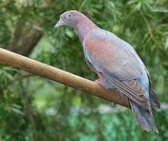 Puerto Rican Plain Pigeon