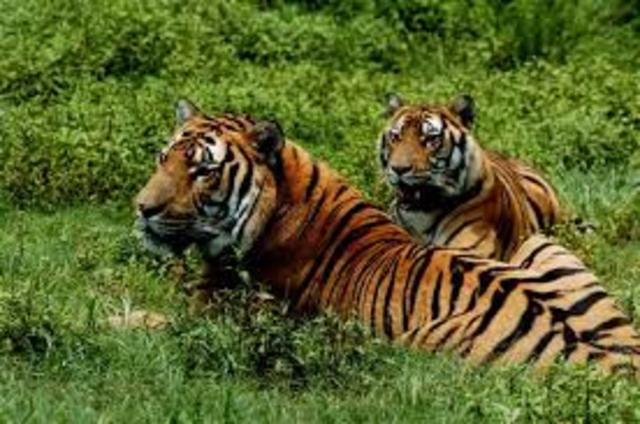 Signs of South China Tigers in Reserves