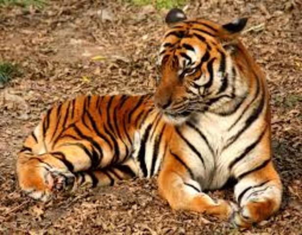 Inevietable extinction of South China Tiger