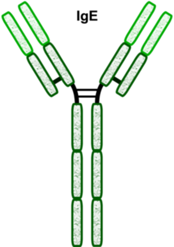 Immunoglobulin E Discovered