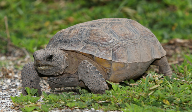 Gopher Tortoise