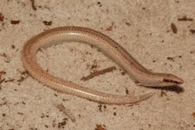 Sand Skink