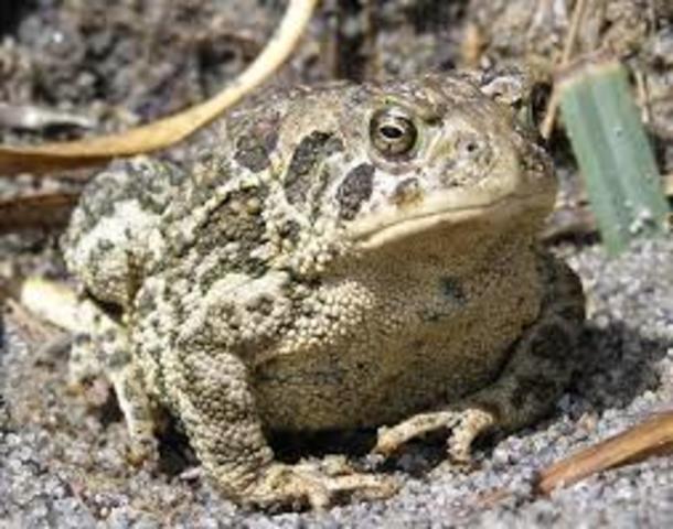 Wyoming Toad