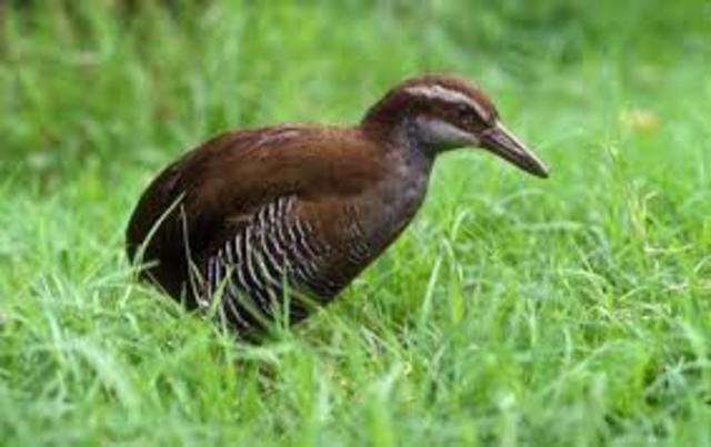 Guam Rail