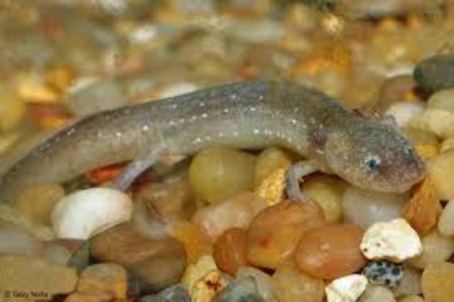 Barton Springs Salamander