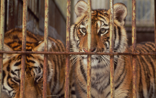 Chinese government bans tiger hunting