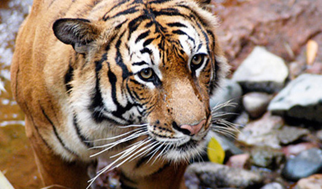 Population of All Types of Tigers Dwindled to 3,200