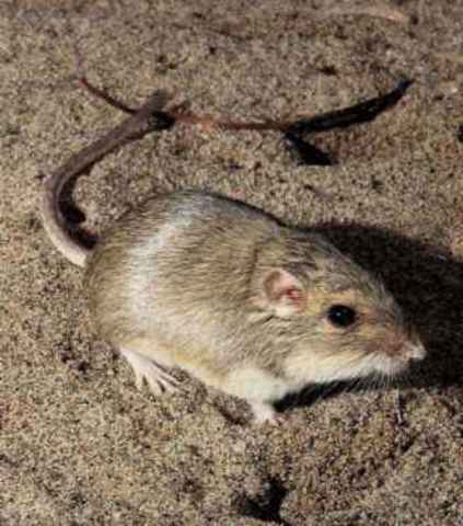 Pacific Pocket Mouse