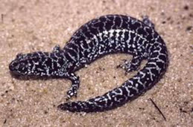 Reticulated Flatwoods Salamander