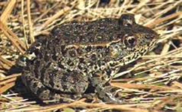 Mississippi Gopher Frog